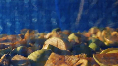 Suspended mesh dryer for berries. The process of harvesting apples for the Video stock 235175451