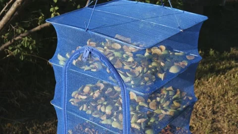 Suspended mesh dryer for berries. The process of harvesting apples for the Video stock 235176630