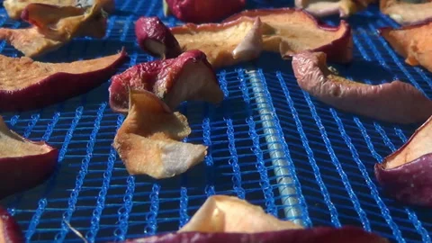 Suspended mesh dryer for berries. The process of harvesting apples for the Stock Footage 252064042
