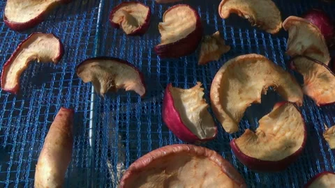 Suspended mesh dryer for berries. The process of harvesting apples for the Stock-Footage 253269916