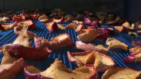 Suspended mesh dryer for berries. The process of harvesting apples for the Stock Footage 254085489