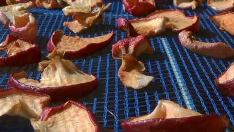 Suspended mesh dryer for berries. The process of harvesting apples for the Stock-Footage 255675662
