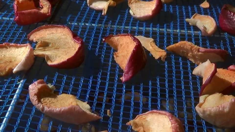 Suspended mesh dryer for berries. The process of harvesting apples for the Stock-Footage 255890190