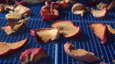 Suspended mesh dryer for berries. The process of harvesting apples for the Stock-Footage 257675374