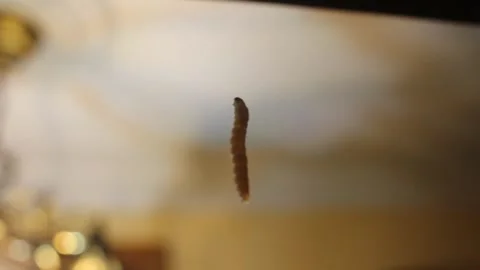 Suspended in midair a tiny caterpillar Video stock 320846194