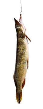 Suspended pike Stock Photos