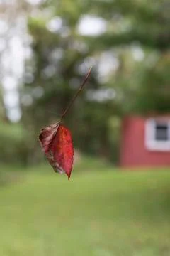 Suspended Red Fall Leaf Foto stock