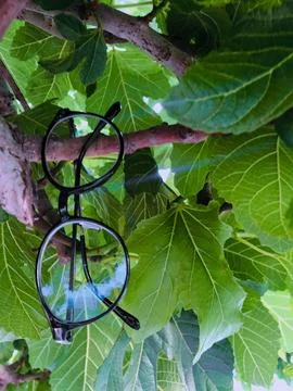 Suspended spectacles unique display in a fig tree Stock Photos