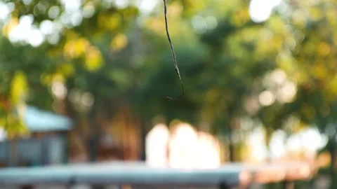 Suspended Thread in Warm Golden Light Nature Close Up Stock Footage 302645789