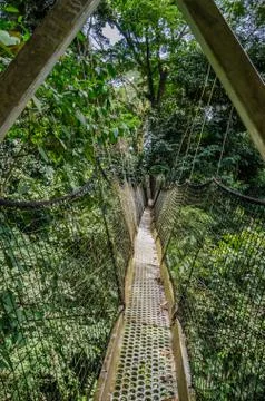 Suspended tree top or canopy walk in rain forest of Nigeria Stock Photos
