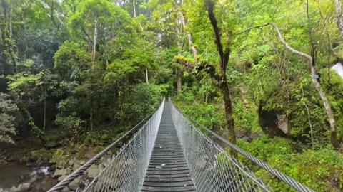 Suspension Bridge Crossing Through Lush Green Rainforest Canopy Stock Footage 345012805