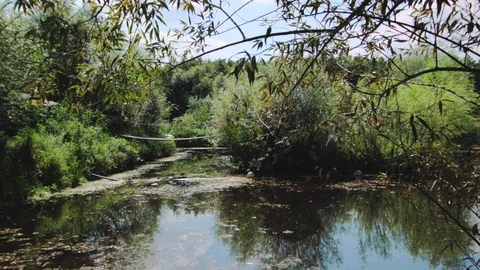 Suspension bridge in the forest Video stock 94912351