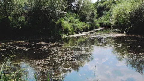 Suspension bridge in the forest Video stock 94912499