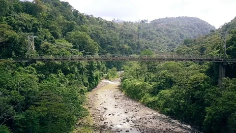 Suspension Bridge Pull Back in Rain Forest and Creek / River Video stock 79448884