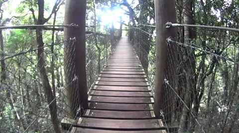 Suspension Bridge In Rainforest Stock-Footage 57963801