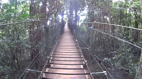 Suspension Bridge In Rainforest Stock Footage 57965846