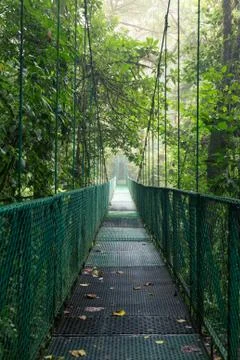 Suspension bridge in rainforest Stock Photos