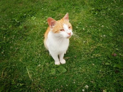 Suspicious cat Stock Photos