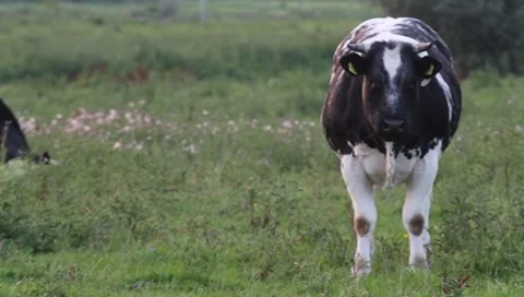 Suspicious cow Stock Footage 8521318