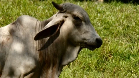 Suspicious cow Stock Footage 126615817