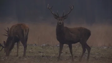 Suspicious deer Stock Footage 85917718