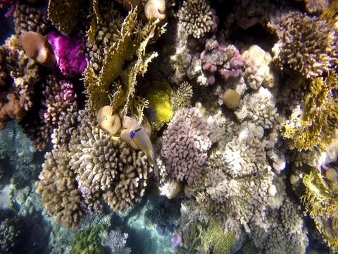 Suspicious Fish Picasso Stock Footage 73576016