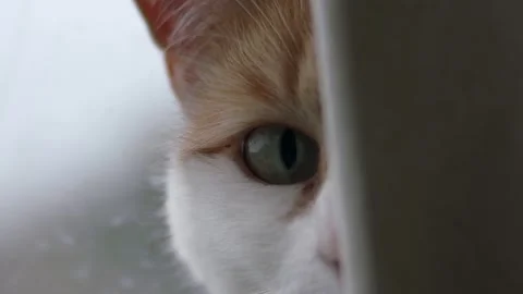 Suspicious Ginger and white cat from behind curtain Stock Footage 319560031
