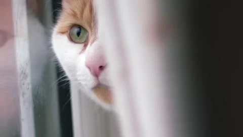 Suspicious Ginger and white cat from behind curtain Video stock 321294320