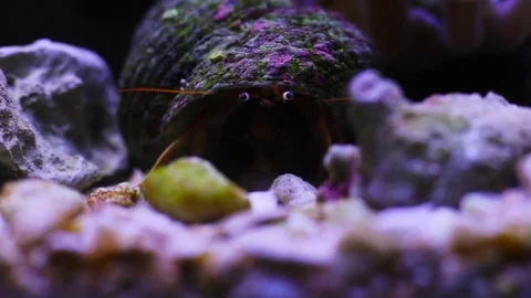 Suspicious hermit crab on the seabed Stock Footage 73768028