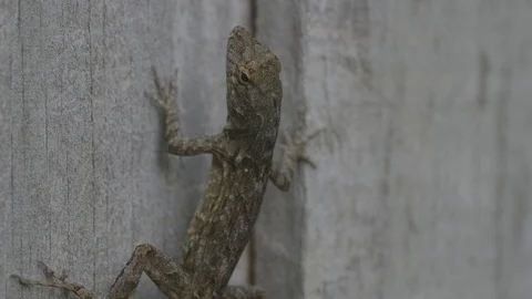 A Suspicious Lizard! Stock Footage