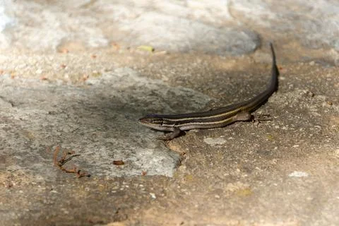 Suspicious Lizard on a Rock Stock Photos