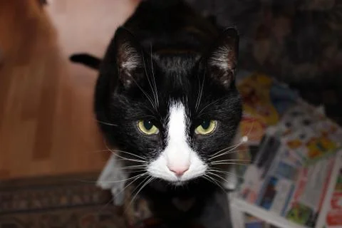 A Suspicious Look Stock Photos