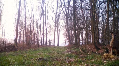 Suspicious roe deer in forest at dawn. Stock Footage 86465413
