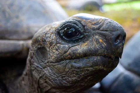 Suspicious Tortoise Stock Photos