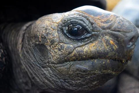 Suspicious Tortoise Foto stock