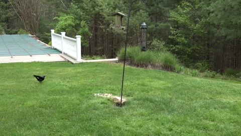 SuspiciousCrow2 Stock Footage 133829609