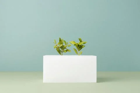 The sustainability concept with blank geometric forms growing plant Stock Photos