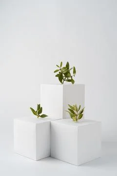 The sustainability concept with blank geometric forms growing plant Stock Photos