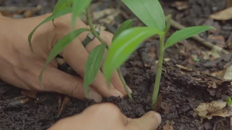 Sustainability Concept: Human Hands Placing Plant into the Ground Stock Footage 336609491