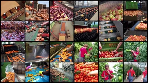 Sustainable Agriculture and Food Production - Multi Screen Video Stock Footage 234066088