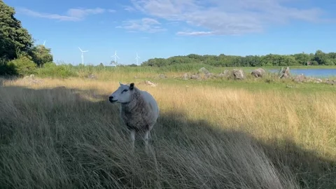 Sustainable development with sheep outdoors and wind power in the background Stock Footage 280928330