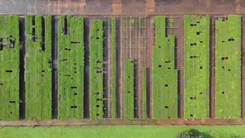 Sustainable forestry project, Pine tree seedlings growing in large nursery Stock Footage 303399049