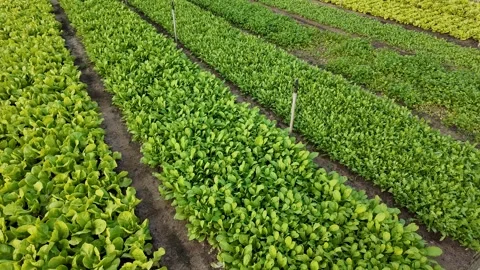 Sustainable Green Vegetable Rows Stock Footage 306919568