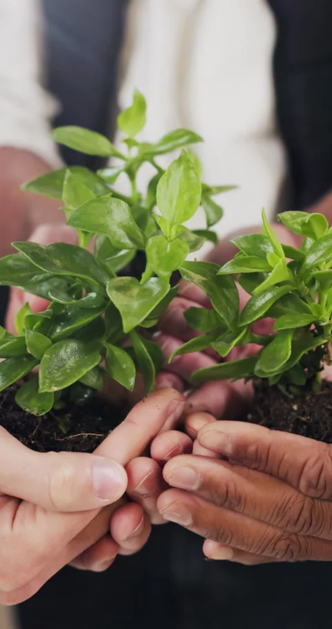 Sustainable, team and hands in office with plant, ethics and compliance in esg Stock Footage 340758564