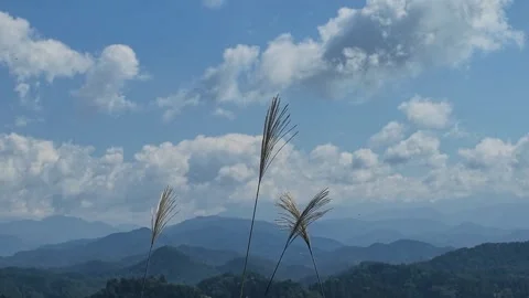 Susuki Grass and Distant Mountains under Blue Sky Stock Footage 346273344