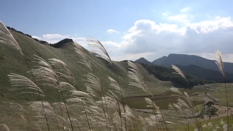 Susuki Grass of Soni Plateau Vidéo 332754845