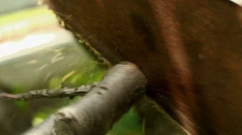 Сut Off A Branch Of A Handsaw Stock Footage 38499929