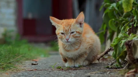 Сute ginger red and white kitten sitting on the grass meows asking for food Stock Footage 253409201
