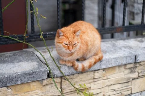 Сute ginger tabby cat napping asleep on a stone parapet next to green branches Stock Photos