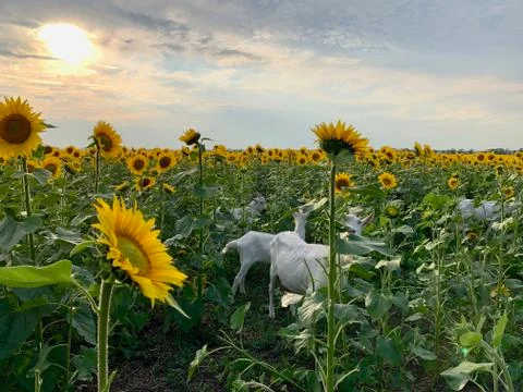 Сute goat with small horns eats sunflowers Fotos Stock